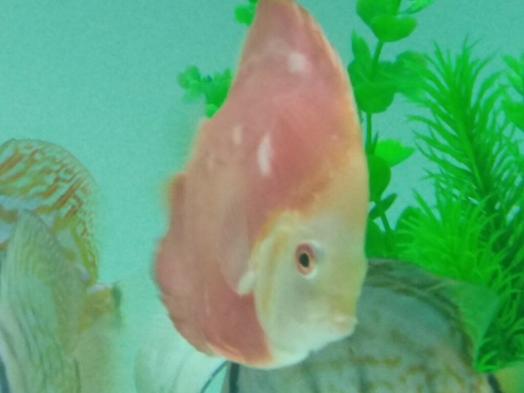 nam