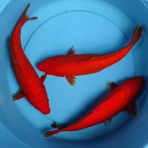 Alternative view of Carophyll đỏ - Phụ gia trộn đồ ăn tăng màu đỏ cho cá - 5g