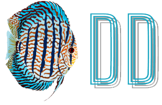 Cá dĩa Duy Dương